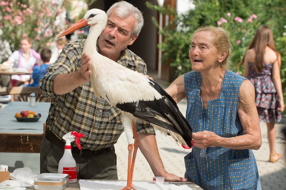 Storks