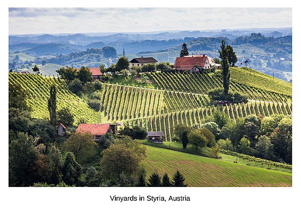 Vineyards in Styria, Austria