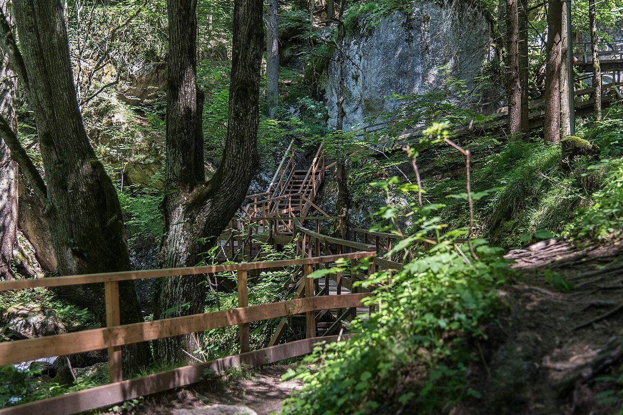 Wooden bridges and stairs weave through the woodland at Myra Falls