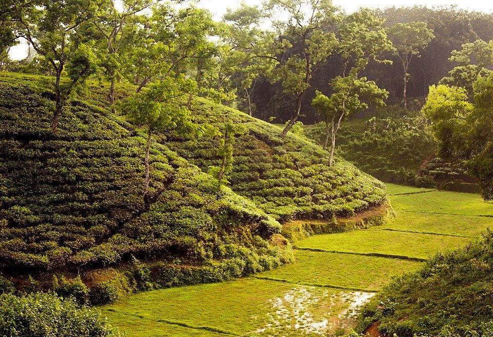 Tea gardens near Sreemangal, Bangladesh