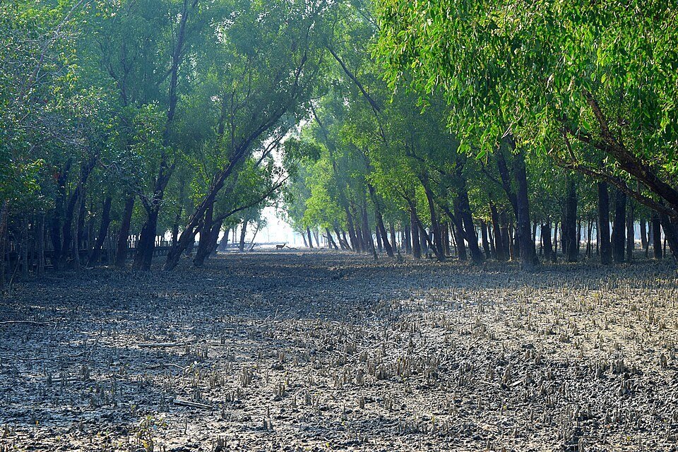 The Sundarbans