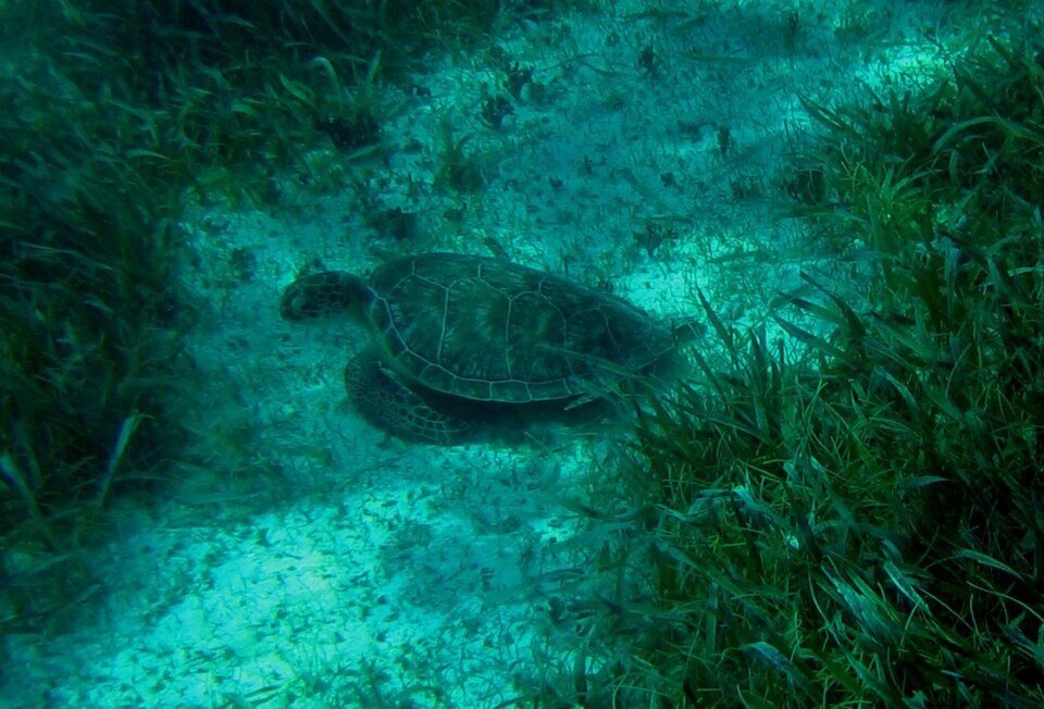Hol Chan Marine Reserve