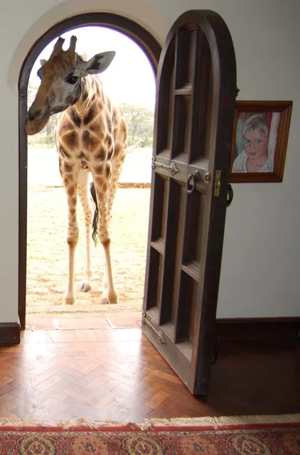 A giraffe at the front door of Giraffe Manor in Kenya