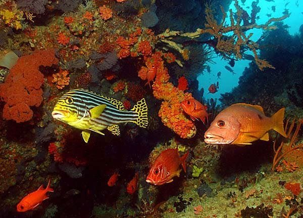 A responsible reef day
