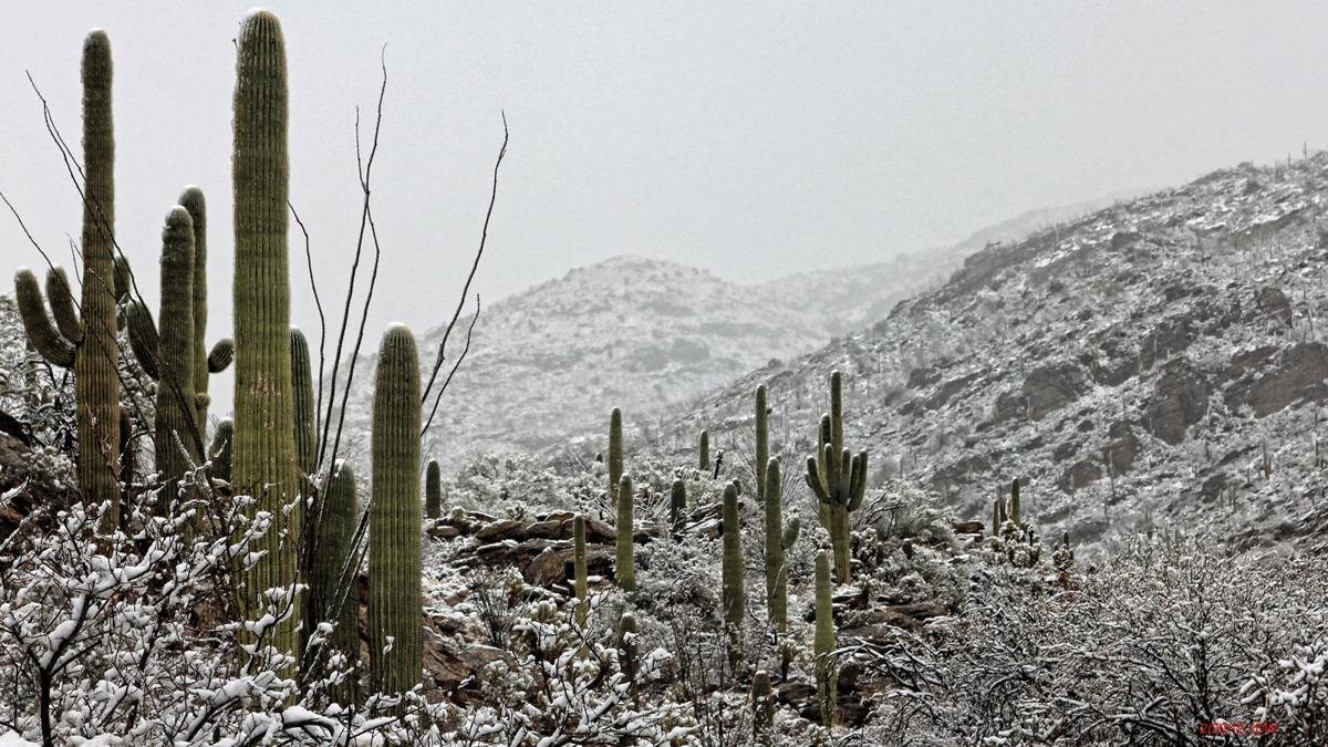 Rare Sight of snow in Saguaro National Park East Visitor Center (Rincon Mountain District) 