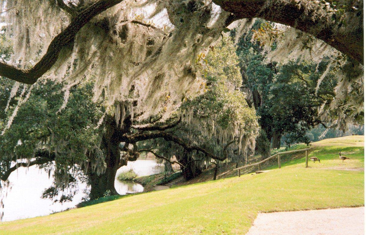 Live oaks and Spanish moss complete this scenic view of the Ashley River at Middleton Place.