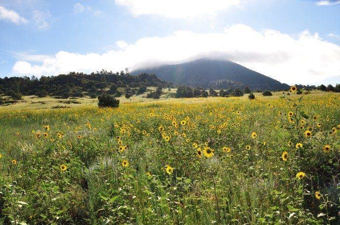 A cloud shrouded volcano rises behind a field of yellow flowers. 