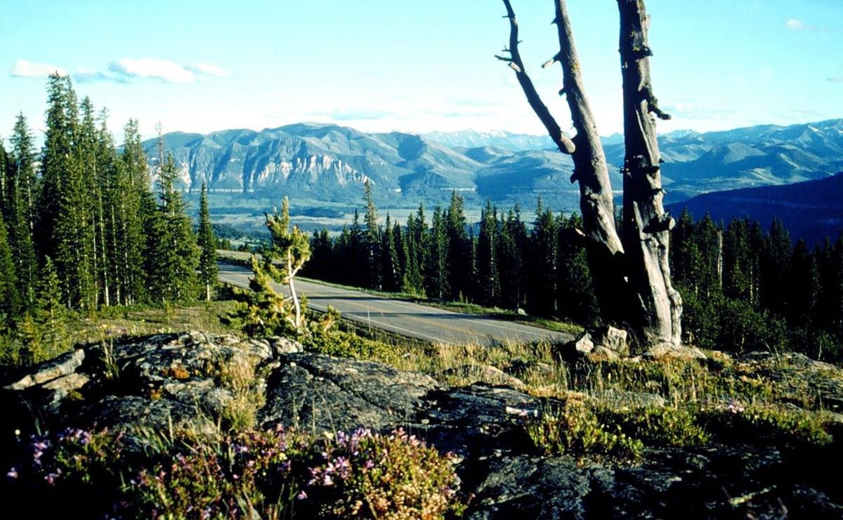 Wildflowers thrive in unexpected places by the roadside in this view of mountains and the road from Clarks Fork Overlook. From this overlook you can see the Clarks Fork River Valley and the aftermath of the Clover Mist Fire (1988).  Salvage logging beneath Pilot and Index Peaks after the fire were designed to mimic natural openings to blend in with the surrounding landscapes.