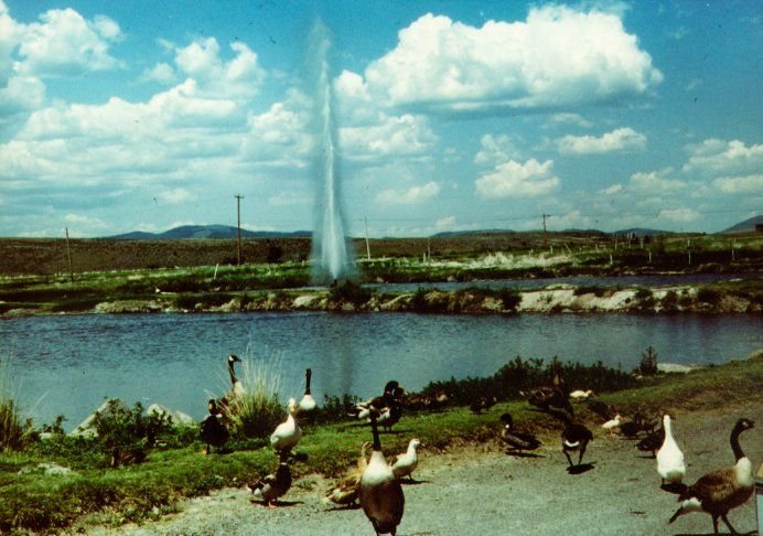 Near Lakeview, a flock of geese gather around Oregon\'s only geyser.