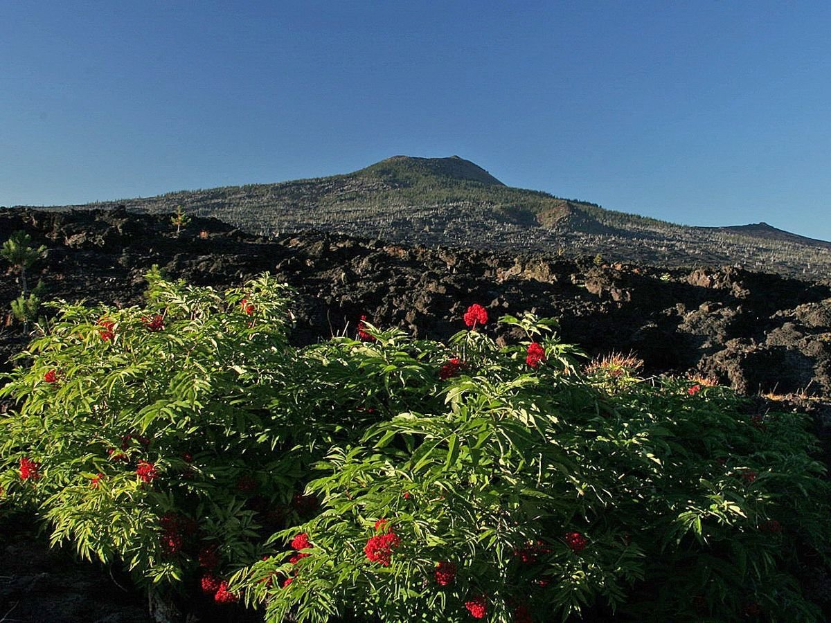 Bunches of red flowers grow along the bottom edges of Belknap Crater.