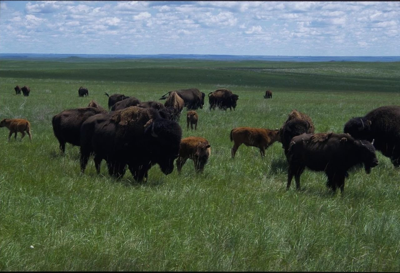 These shaggy buffalo graze in the Lakota Tribal Park, an immense section of grasslands on the eastern side of the Cheyenne River Indian Reservation.