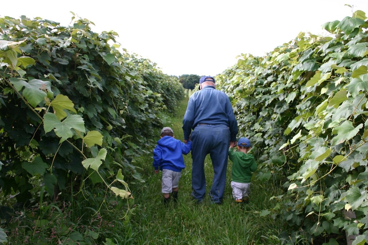 Two generations of grape growers take a stroll through some of the lush, green vineyards of the Lake Erie area.