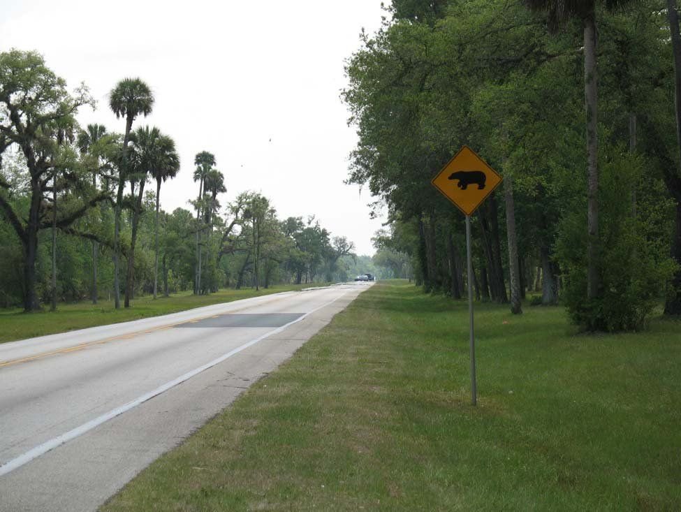 The roadway of the Florida Black Bear Scenic Byway is flanked by cabbage palms and oak trees. The left side of the road is land belonging to the Marjorie Harris Carr Cross Florida Greenway, and the right side of the road are lands of the Silver River State Park. A sign with the silhouette of a black bear warns motorist to be cautious of bears on the roadway.