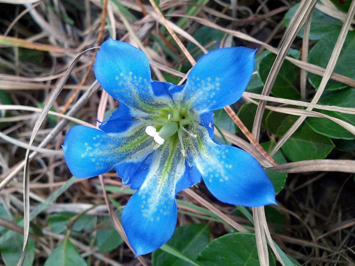Deep blue Pine Barrens Gentians are among the rare plant species that thrive along roadsides in areas of the 122,880-acre Wharton State Forest. Gentians bloom as late as November, providing travelers on the Pine Barrens Byway with a final flourish of color.