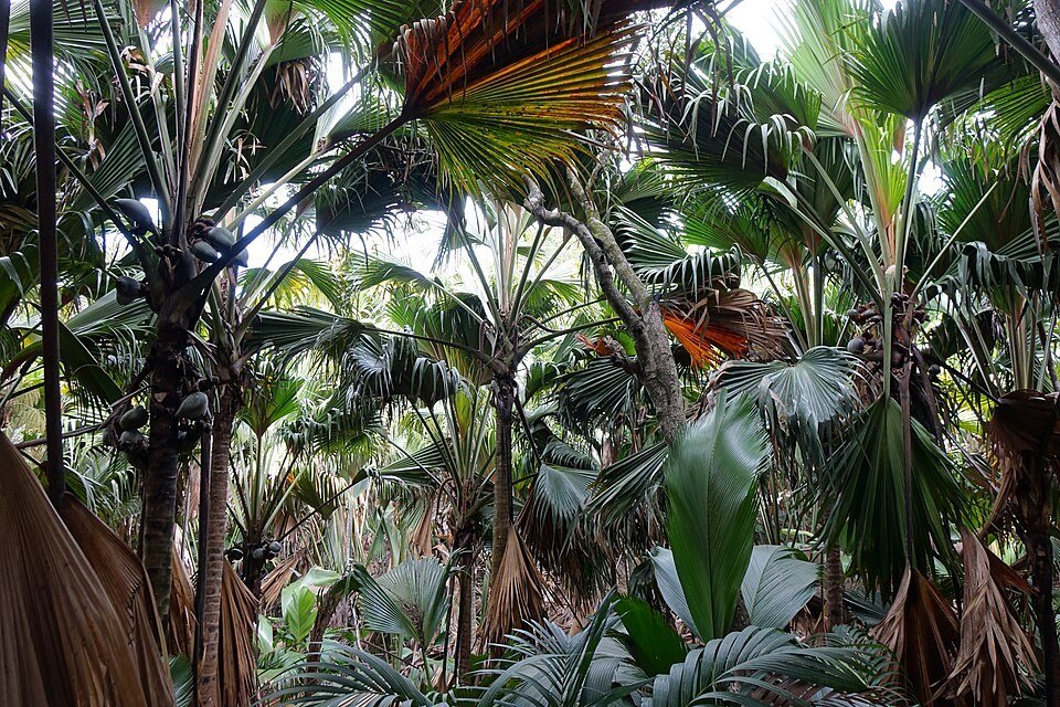 Vallée de Mai