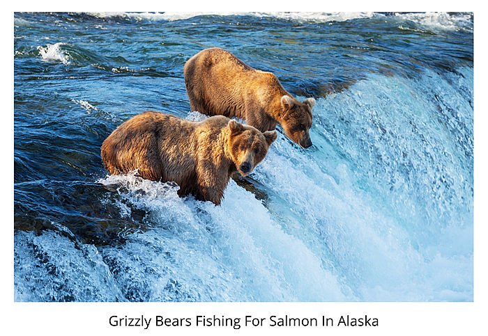 bears fishing alaska