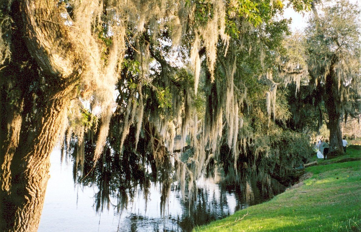 Live oaks draped in Spanish moss line the banks of the scenic Ashley River.